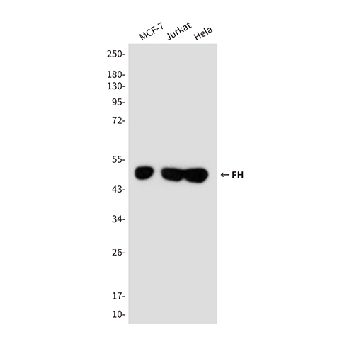 FH (9B1) Mouse Monoclonal Antibody | 鼠单抗 | EnkiLife恩玑生命