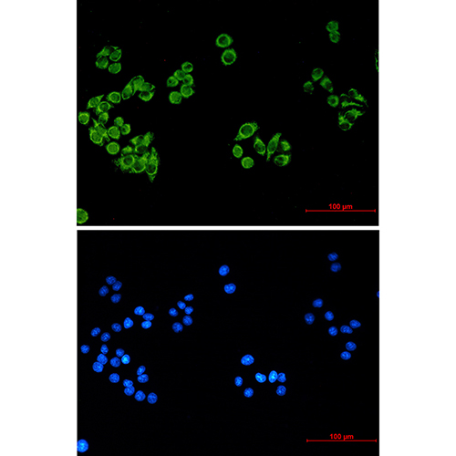 FH (9B1) Mouse Monoclonal Antibody | 鼠单抗 | EnkiLife恩玑生命
