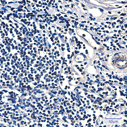 FH (9B1) Mouse Monoclonal Antibody | 鼠单抗 | EnkiLife恩玑生命