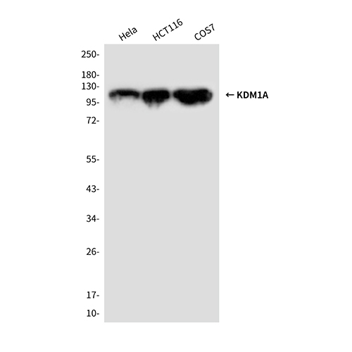 KDM1A (1E5) Mouse Monoclonal Antibody | 鼠单抗 | EnkiLife恩玑生命