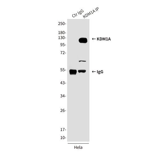 KDM1A (1E5) Mouse Monoclonal Antibody | 鼠单抗 | EnkiLife恩玑生命