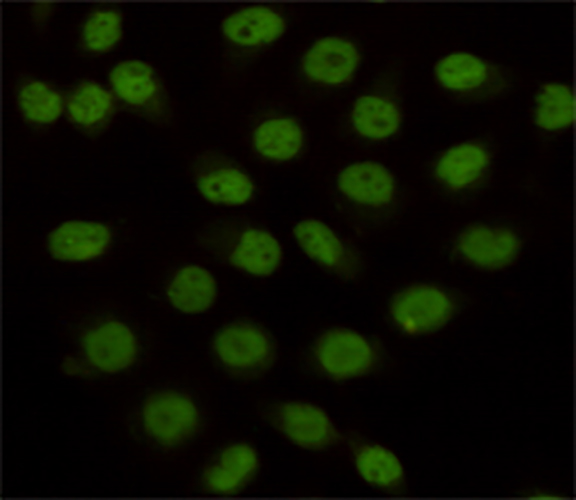 KDM1A (1E5) Mouse Monoclonal Antibody | 鼠单抗 | EnkiLife恩玑生命