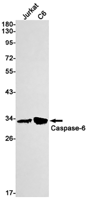 Caspase 6 Rabbit Monoclonal Antibody | 兔单抗 | EnkiLife恩玑生命