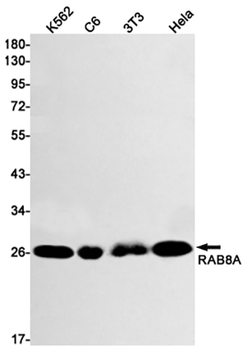 Rab8A Rabbit Monoclonal Antibody | 兔单抗 | EnkiLife恩玑生命