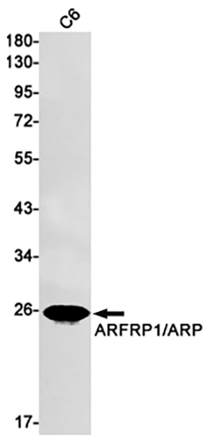 ARFRP1 Rabbit Monoclonal Antibody | 兔单抗 | EnkiLife恩玑生命
