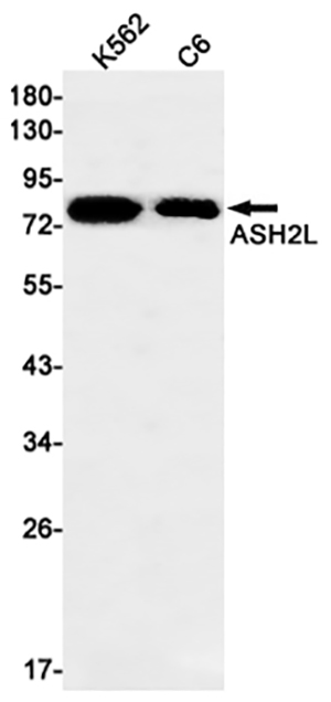 ASH2L Rabbit Monoclonal Antibody | 兔单抗 | EnkiLife恩玑生命