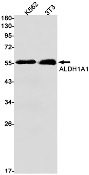 ALDH1A1 Rabbit Monoclonal Antibody | 兔单抗 | EnkiLife恩玑生命