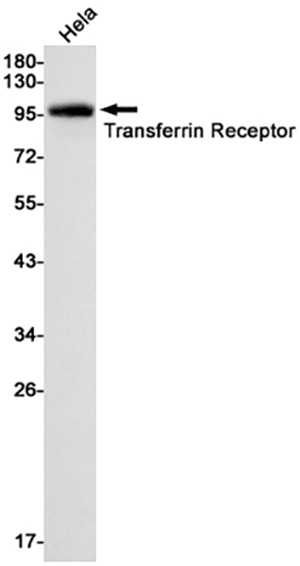 Transferrin Receptor 1 Rabbit Monoclonal Antibody | 兔单抗 | EnkiLife恩玑生命