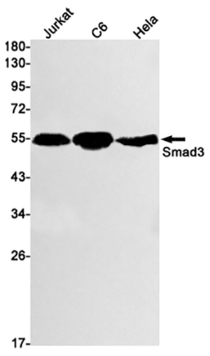Smad3 Rabbit Monoclonal Antibody | 兔单抗 | EnkiLife恩玑生命