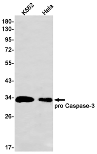 Caspase 3 Rabbit Monoclonal Antibody | 兔单抗 | EnkiLife恩玑生命