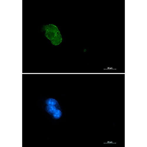 Caspase 3 Rabbit Monoclonal Antibody | 兔单抗 | EnkiLife恩玑生命