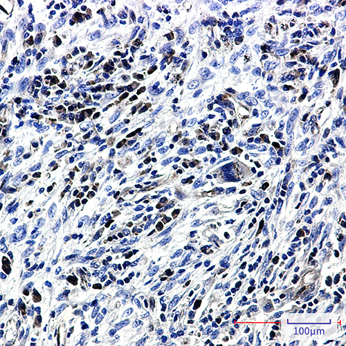 Caspase 3 Rabbit Monoclonal Antibody | 兔单抗 | EnkiLife恩玑生命