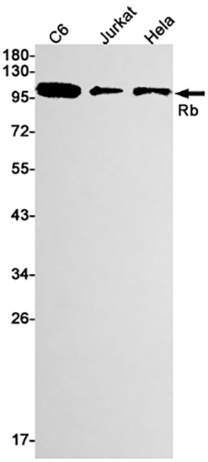 Rb Rabbit Monoclonal Antibody | 兔单抗 | EnkiLife恩玑生命