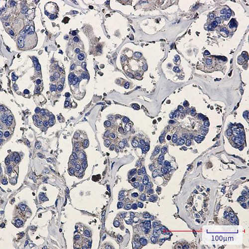 p16 ARC Rabbit Monoclonal Antibody | 兔单抗 | EnkiLife恩玑生命
