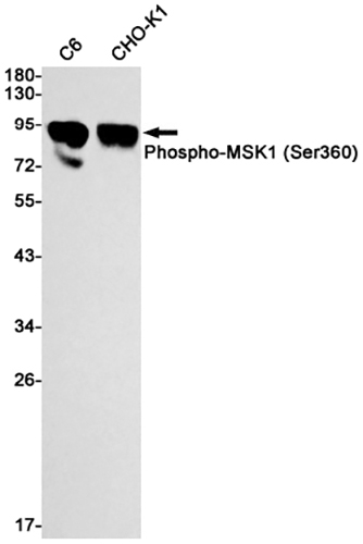 Phospho-MSK1 (Ser360) Rabbit Monoclonal Antibody | 兔单抗 | EnkiLife恩玑生命