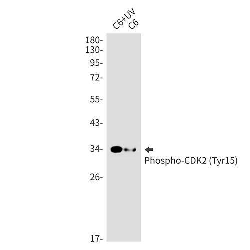 Phospho-CDK2 (Tyr15) Rabbit Monoclonal Antibody | 兔单抗 | EnkiLife恩玑生命
