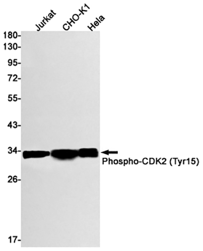 Phospho-CDK2 (Tyr15) Rabbit Monoclonal Antibody | 兔单抗 | EnkiLife恩玑生命