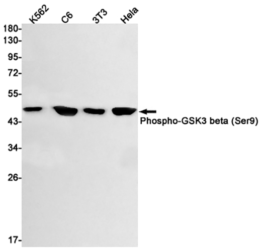 Phospho-GSK3 beta (Ser9) Rabbit Monoclonal Antibody | 兔单抗 | EnkiLife恩玑生命