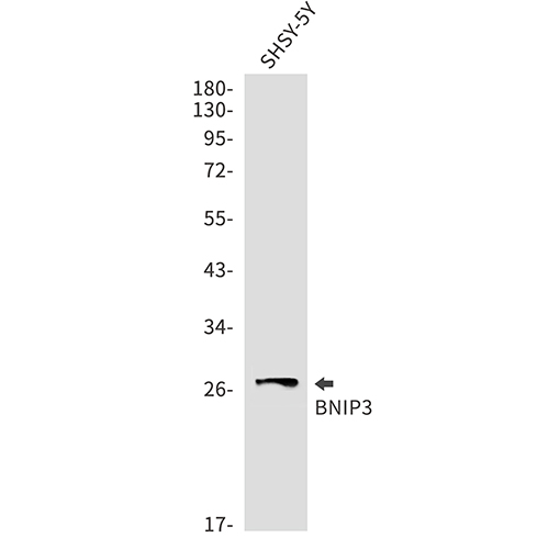 BNIP3 Rabbit Monoclonal Antibody | 兔单抗 | EnkiLife恩玑生命