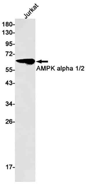 AMPK alpha Rabbit Monoclonal Antibody | 兔单抗 | EnkiLife恩玑生命