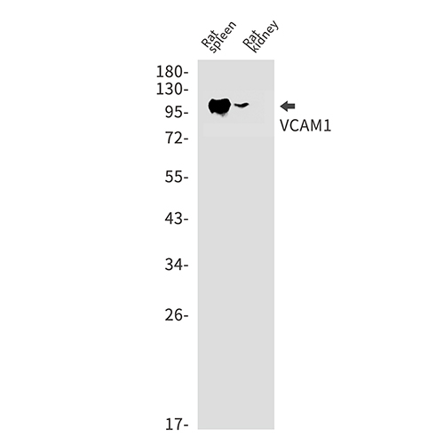 VCAM1 Rabbit Monoclonal Antibody | 兔单抗 | EnkiLife恩玑生命