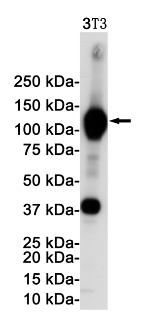 VCAM1 Rabbit Monoclonal Antibody | 兔单抗 | EnkiLife恩玑生命