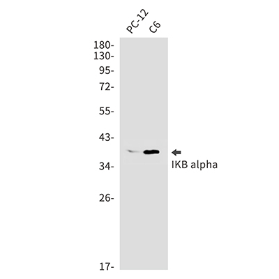 IKB alpha Rabbit Monoclonal Antibody | 兔单抗 | EnkiLife恩玑生命