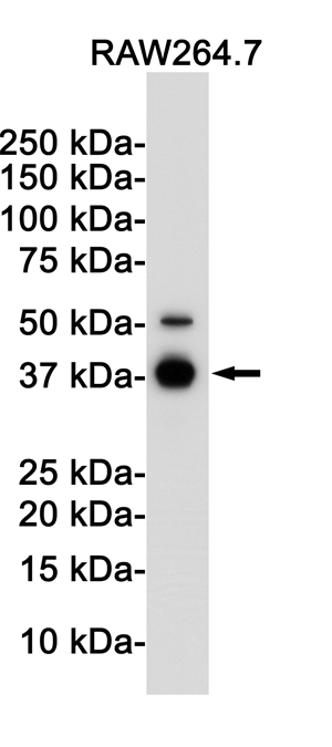 IKB alpha Rabbit Monoclonal Antibody | 兔单抗 | EnkiLife恩玑生命