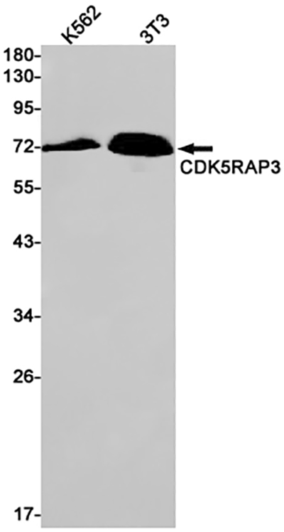 CDK5RAP3 Rabbit Monoclonal Antibody | 兔单抗 | EnkiLife恩玑生命