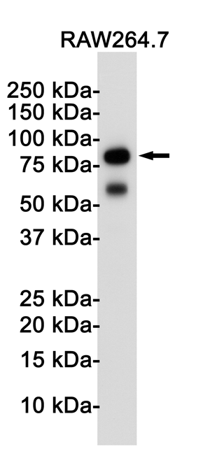 Toll-Like Receptor 2 Rabbit Monoclonal Antibody | 兔单抗 | EnkiLife恩玑生命