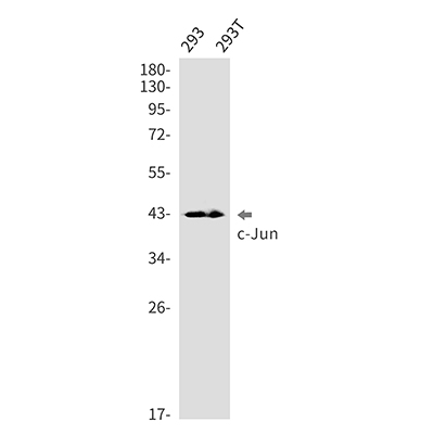 c-Jun Rabbit Monoclonal Antibody | 兔单抗 | EnkiLife恩玑生命