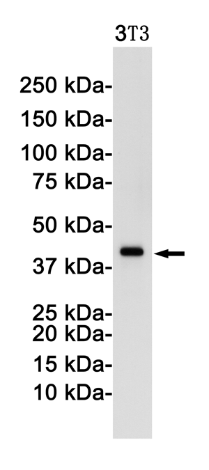 c-Jun Rabbit Monoclonal Antibody | 兔单抗 | EnkiLife恩玑生命