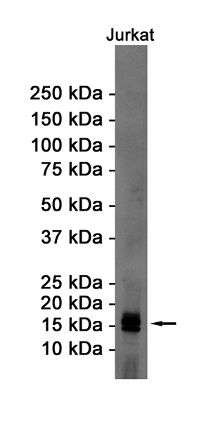 eIF5A Rabbit Monoclonal Antibody | 兔单抗 | EnkiLife恩玑生命