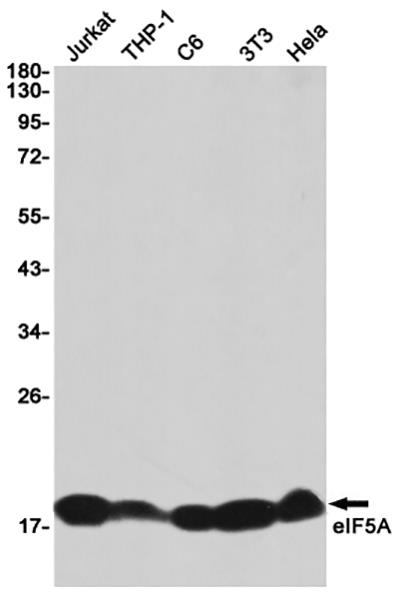 eIF5A Rabbit Monoclonal Antibody | 兔单抗 | EnkiLife恩玑生命