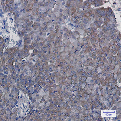eIF5A Rabbit Monoclonal Antibody | 兔单抗 | EnkiLife恩玑生命