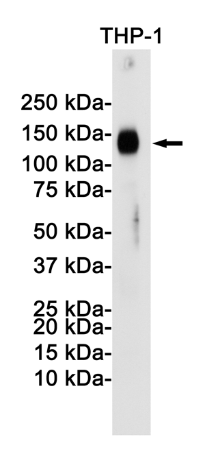 LAMP2 Rabbit Monoclonal Antibody | 兔单抗 | EnkiLife恩玑生命
