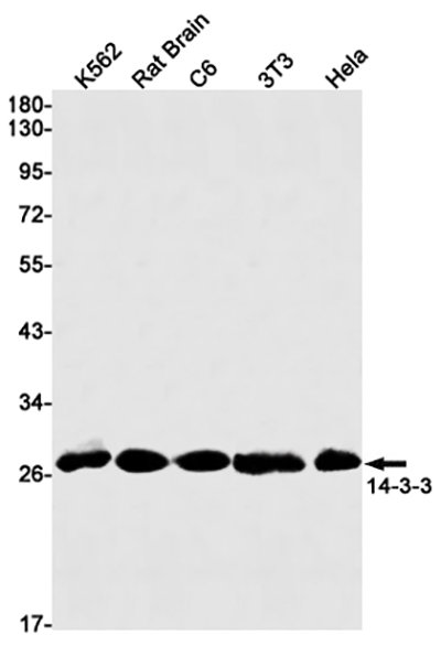 14-3-3 Rabbit Monoclonal Antibody | 兔单抗 | EnkiLife恩玑生命