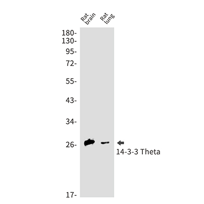 14-3-3 theta Rabbit Monoclonal Antibody | 兔单抗 | EnkiLife恩玑生命