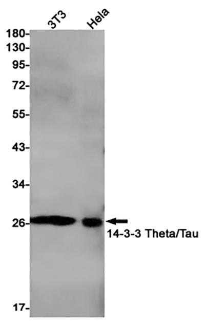 14-3-3 theta Rabbit Monoclonal Antibody | 兔单抗 | EnkiLife恩玑生命