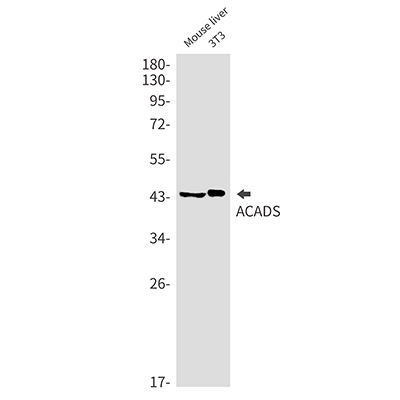 ACADS Rabbit Monoclonal Antibody | 兔单抗 | EnkiLife恩玑生命