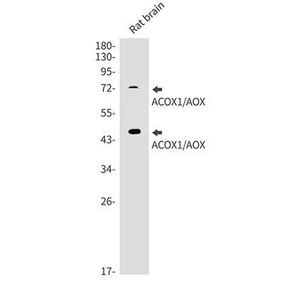 ACOX1 Rabbit Monoclonal Antibody | 兔单抗 | EnkiLife恩玑生命