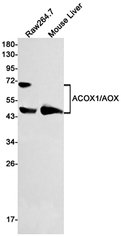 ACOX1 Rabbit Monoclonal Antibody | 兔单抗 | EnkiLife恩玑生命