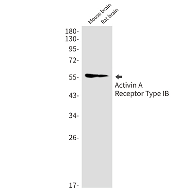 Activin A Receptor Type IB Rabbit Monoclonal Antibody | 兔单抗 | EnkiLife恩玑生命