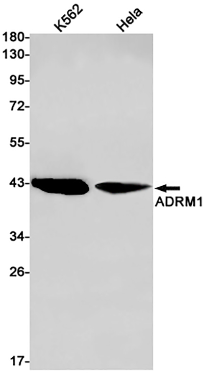 ADRM1 Rabbit Monoclonal Antibody | 兔单抗 | EnkiLife恩玑生命