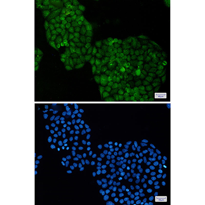 ADRM1 Rabbit Monoclonal Antibody | 兔单抗 | EnkiLife恩玑生命