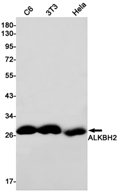 ALKBH2 Rabbit Monoclonal Antibody | 兔单抗 | EnkiLife恩玑生命