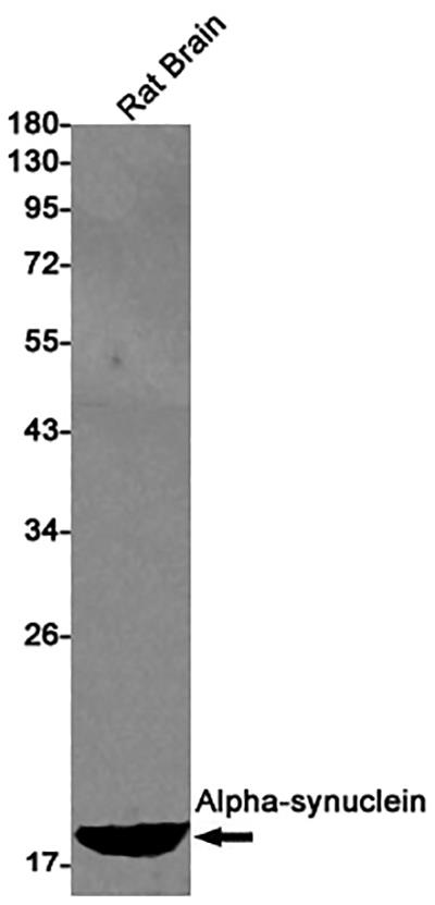 alpha Synuclein Rabbit Monoclonal Antibody | 兔单抗 | EnkiLife恩玑生命
