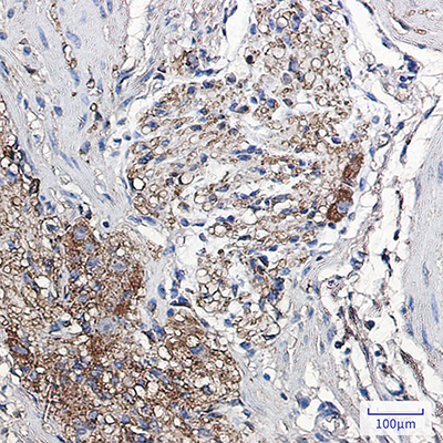 alpha Synuclein Rabbit Monoclonal Antibody | 兔单抗 | EnkiLife恩玑生命