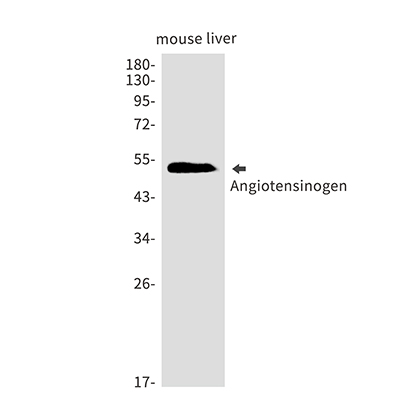 Angiotensinogen Rabbit Monoclonal Antibody | 兔单抗 | EnkiLife恩玑生命