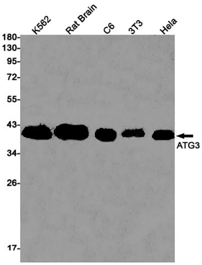 ATG3 Rabbit Monoclonal Antibody | 兔单抗 | EnkiLife恩玑生命